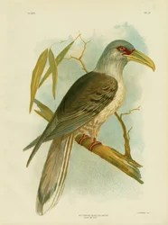 Channel Bill, 1891